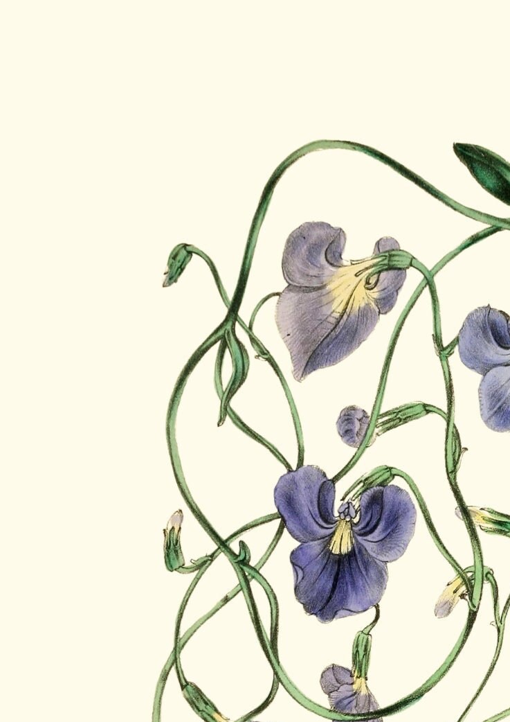 Joseph Paxton Botanical Print: Lobelia Heterophylla, Blue Floral Wall Art