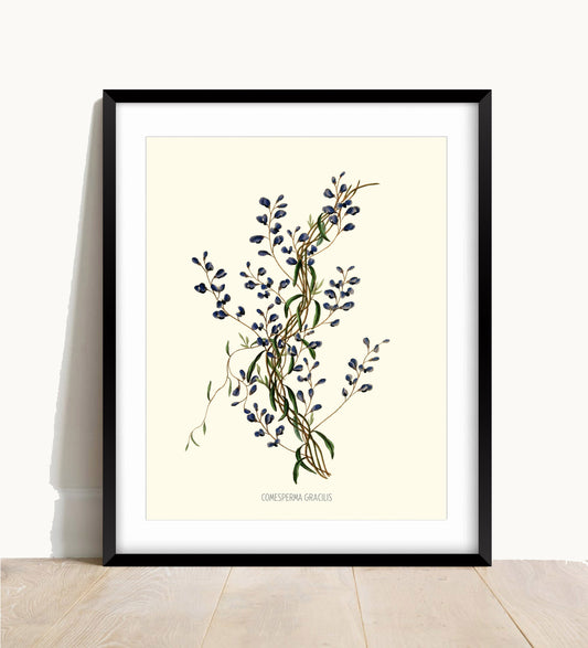 Joseph Paxton Botanical Prints