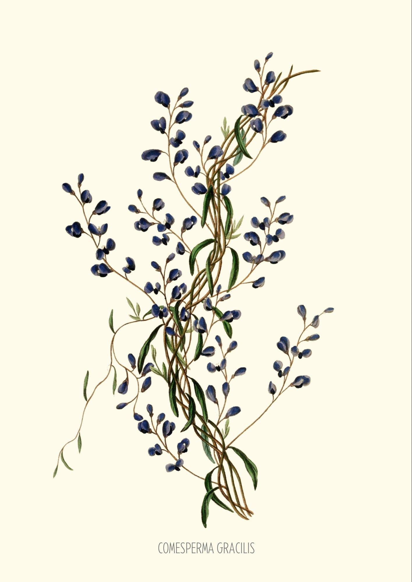 Joseph Paxton Botanical Print: Blue Floral Wall Art