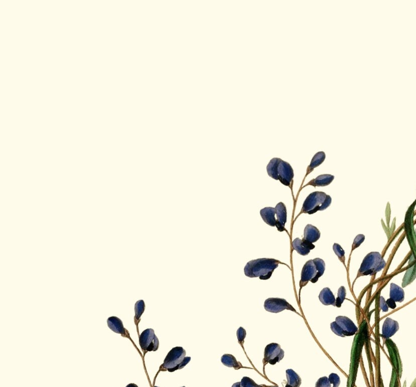 Joseph Paxton Botanical Print: Blue Floral Wall Art