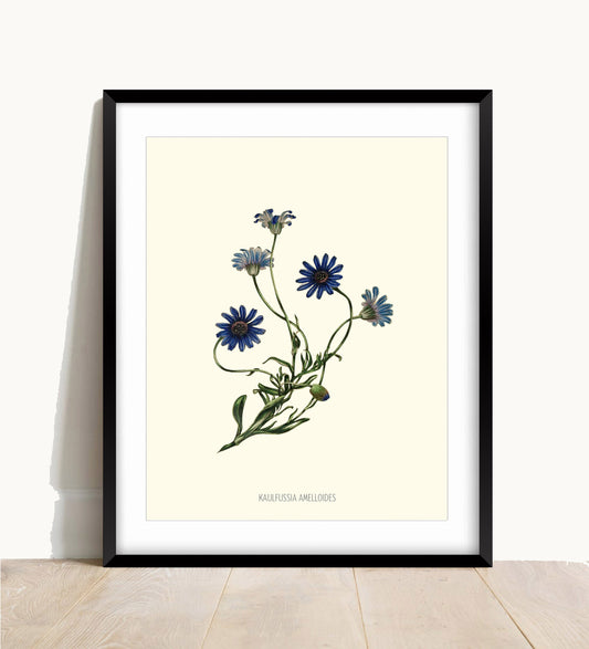 Joseph Paxton Botanical Prints