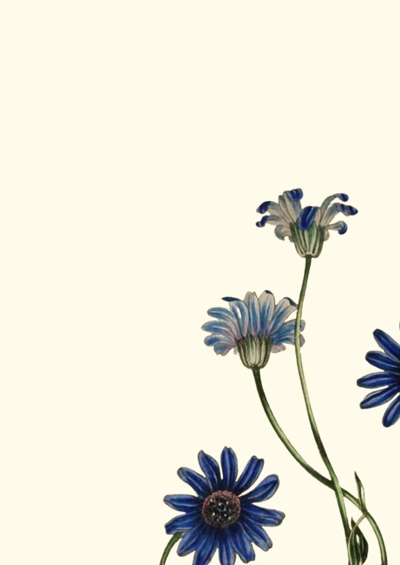 Joseph Paxton Botanical Print: Blue Flower Wall Art (A4/A3)