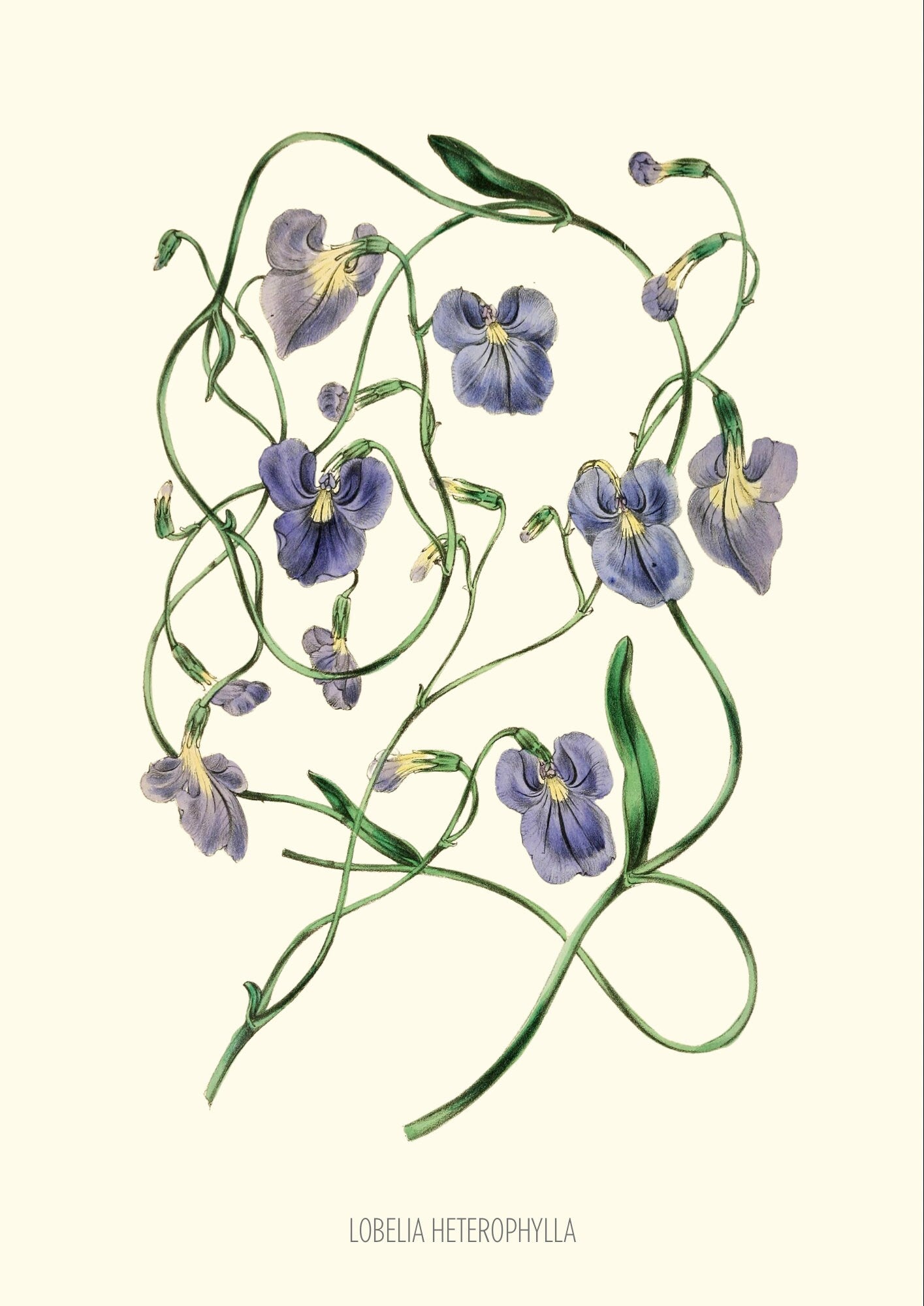 Joseph Paxton Botanical Print: Lobelia Heterophylla, Blue Floral Wall Art