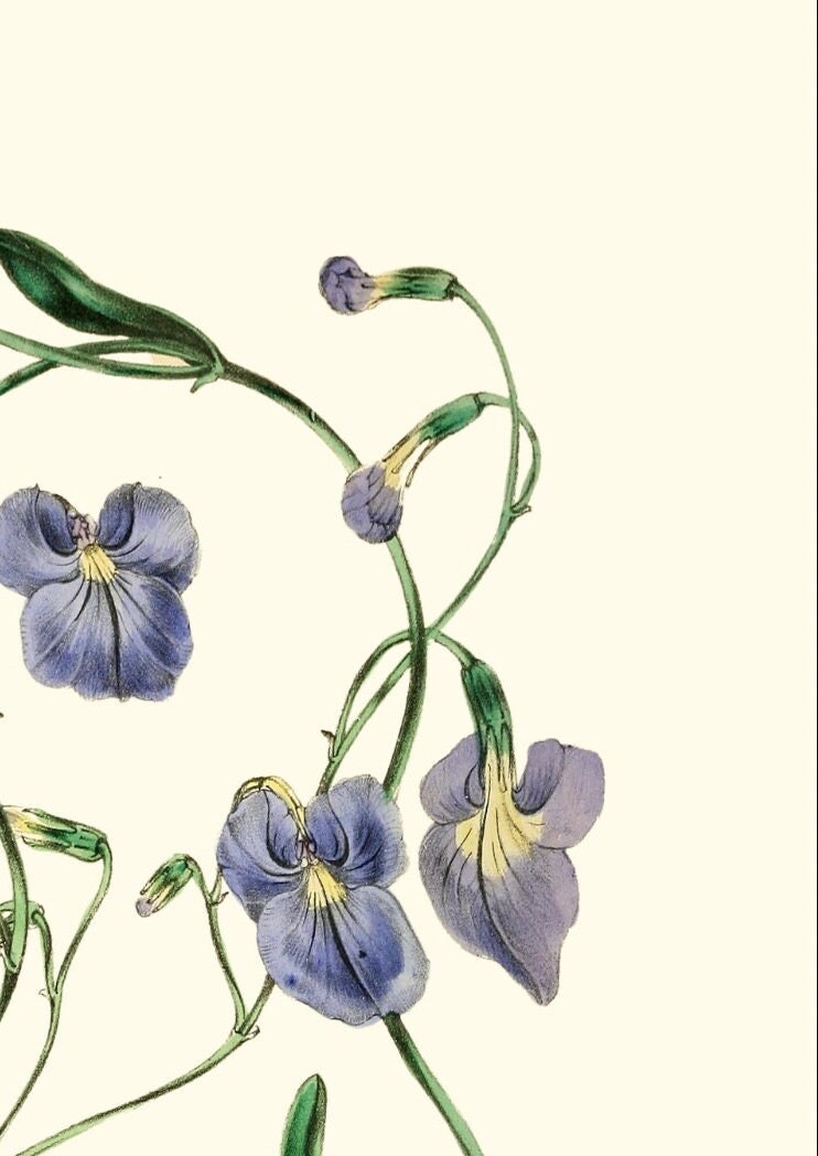 Joseph Paxton Botanical Print: Lobelia Heterophylla, Blue Floral Wall Art