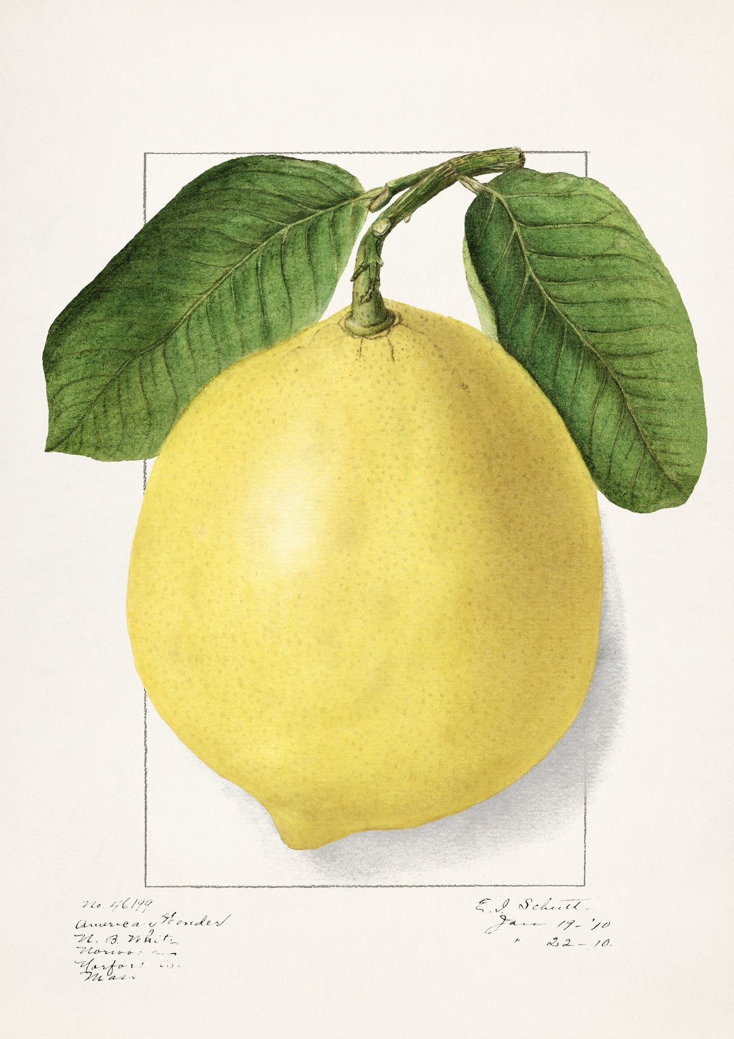 Vintage Lemon Print: A A Newton, Kitchen Wall Art