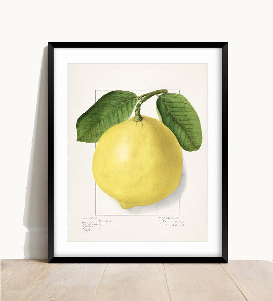 Vintage Lemon Print