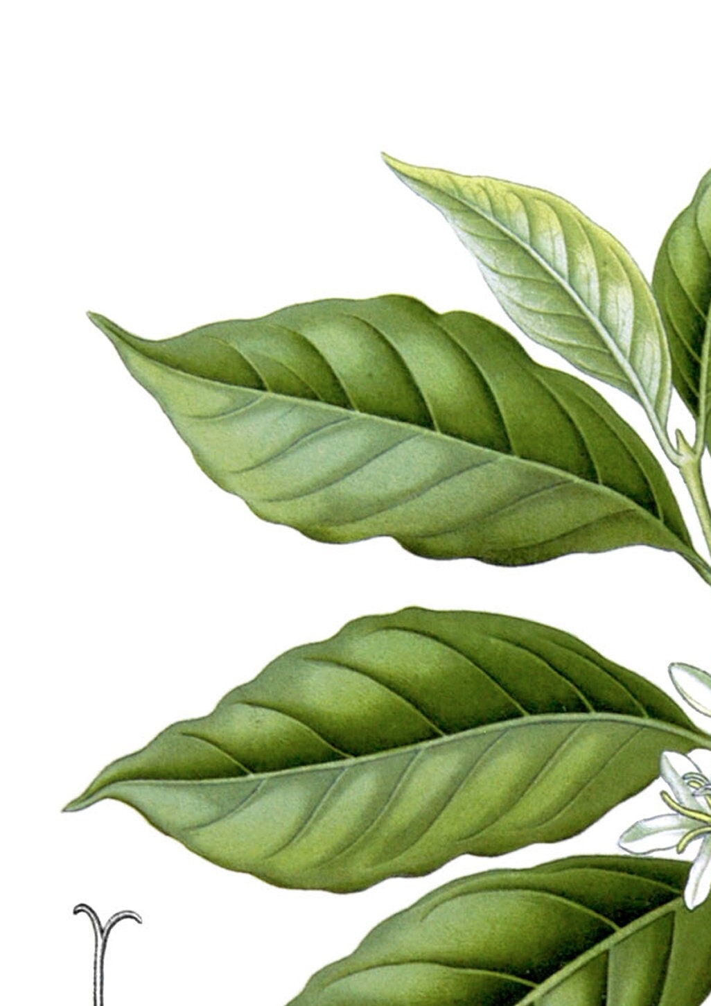 Vintage Coffee Plant Print: Botanical Kitchen Wall Art