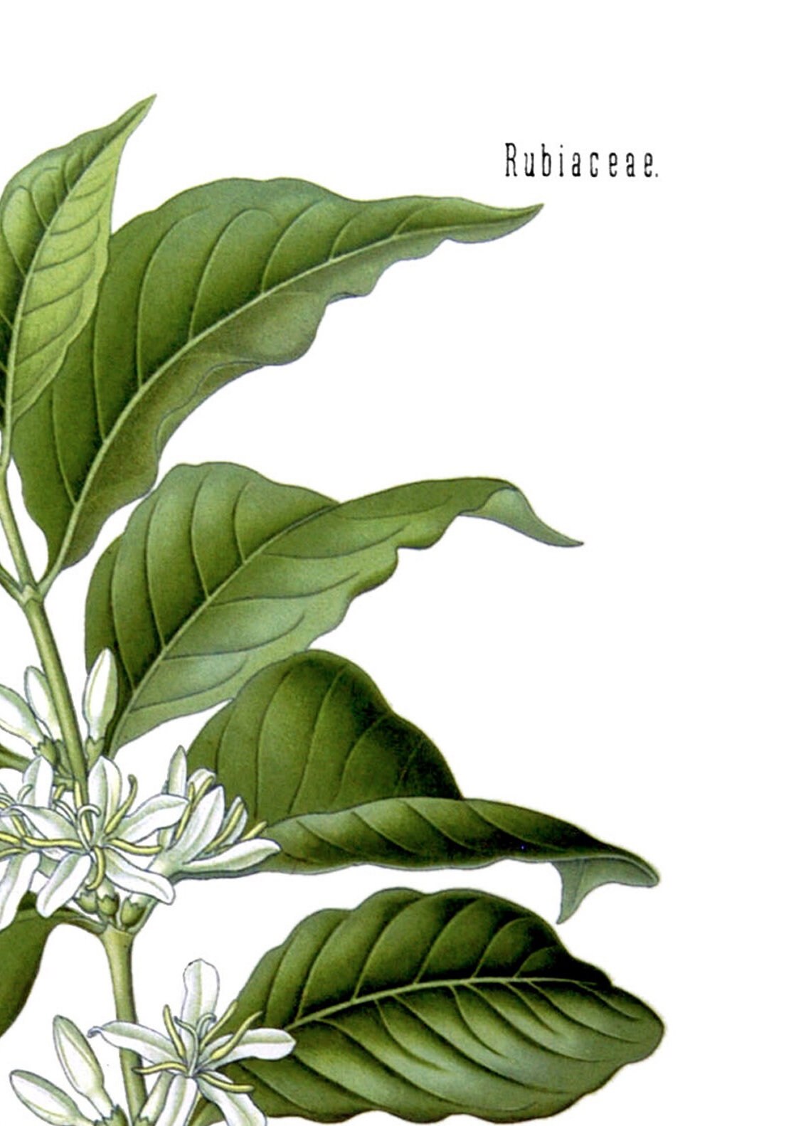 Vintage Coffee Plant Print: Botanical Kitchen Wall Art