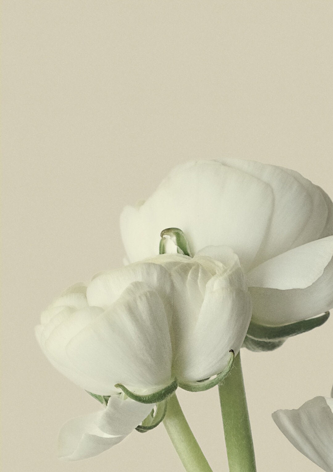 White Ranunculus Flower Print: Minimalist Floral Wall Art