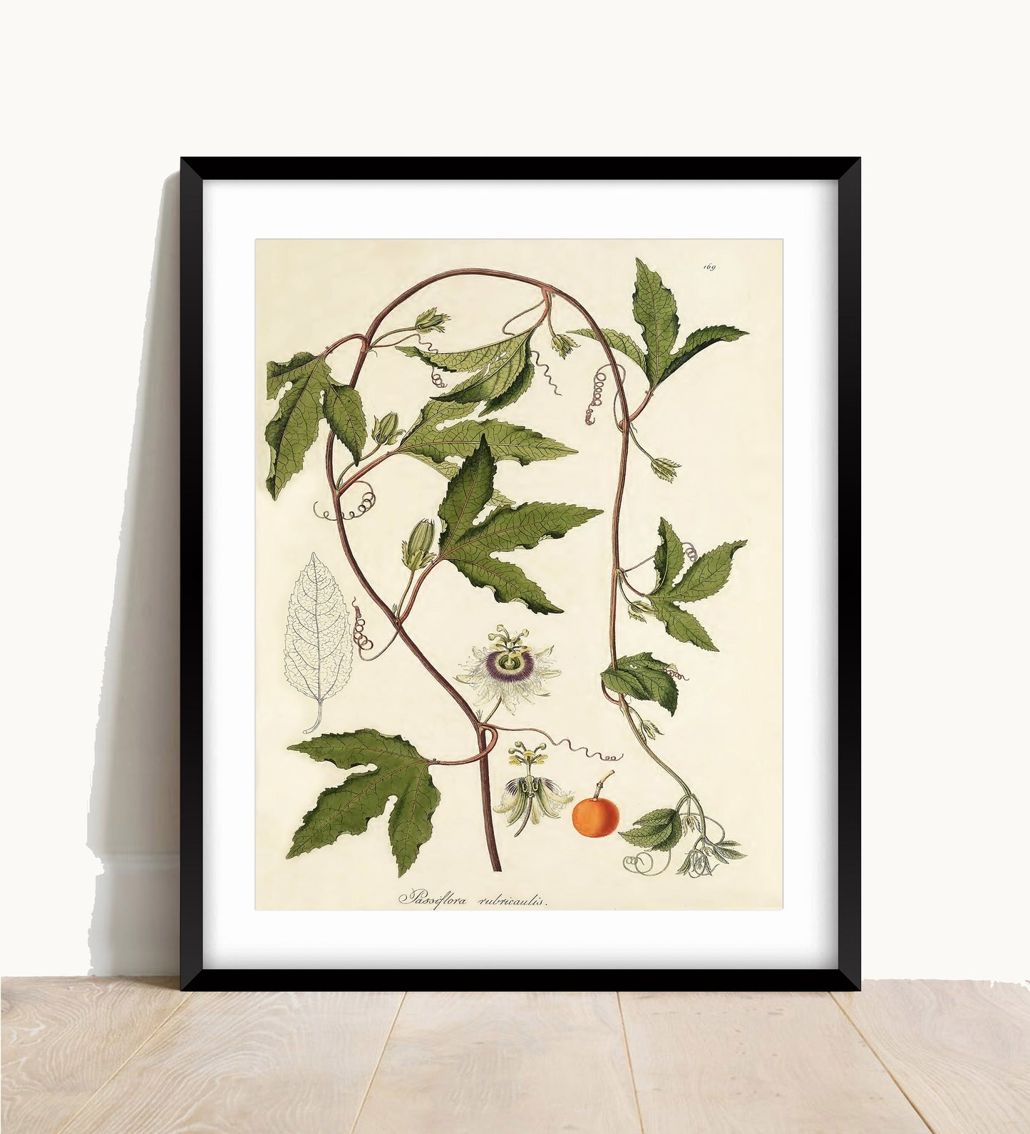 Vintage Passionflower Print