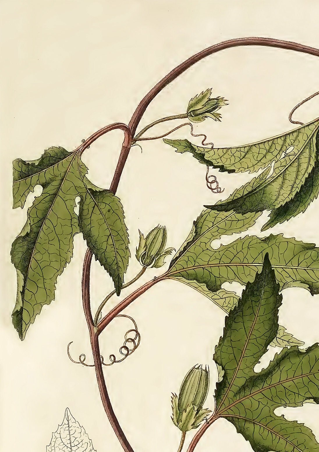 Vintage Passionflower Print: Botanical Flower Market Art