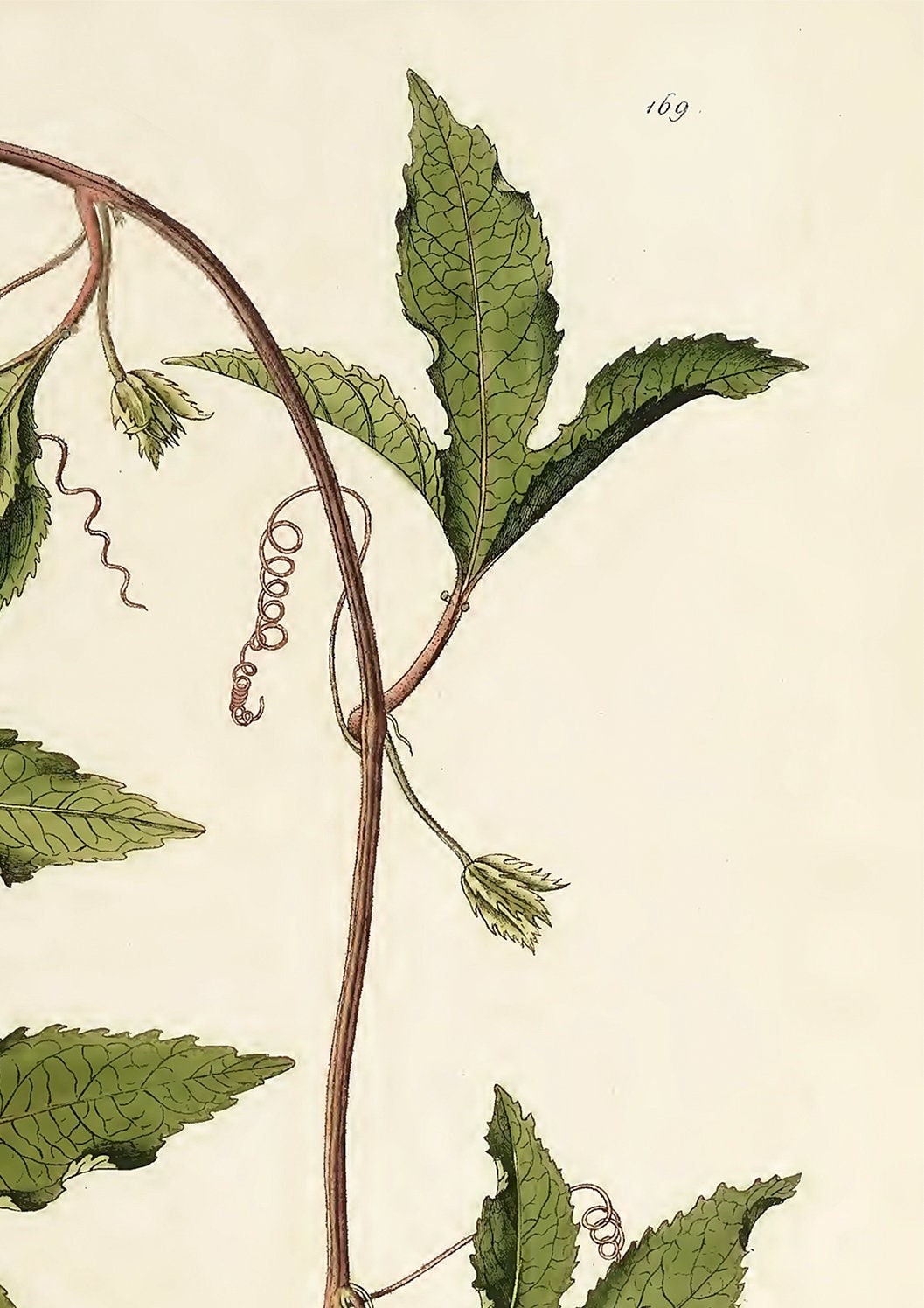 Vintage Passionflower Print: Botanical Flower Market Art