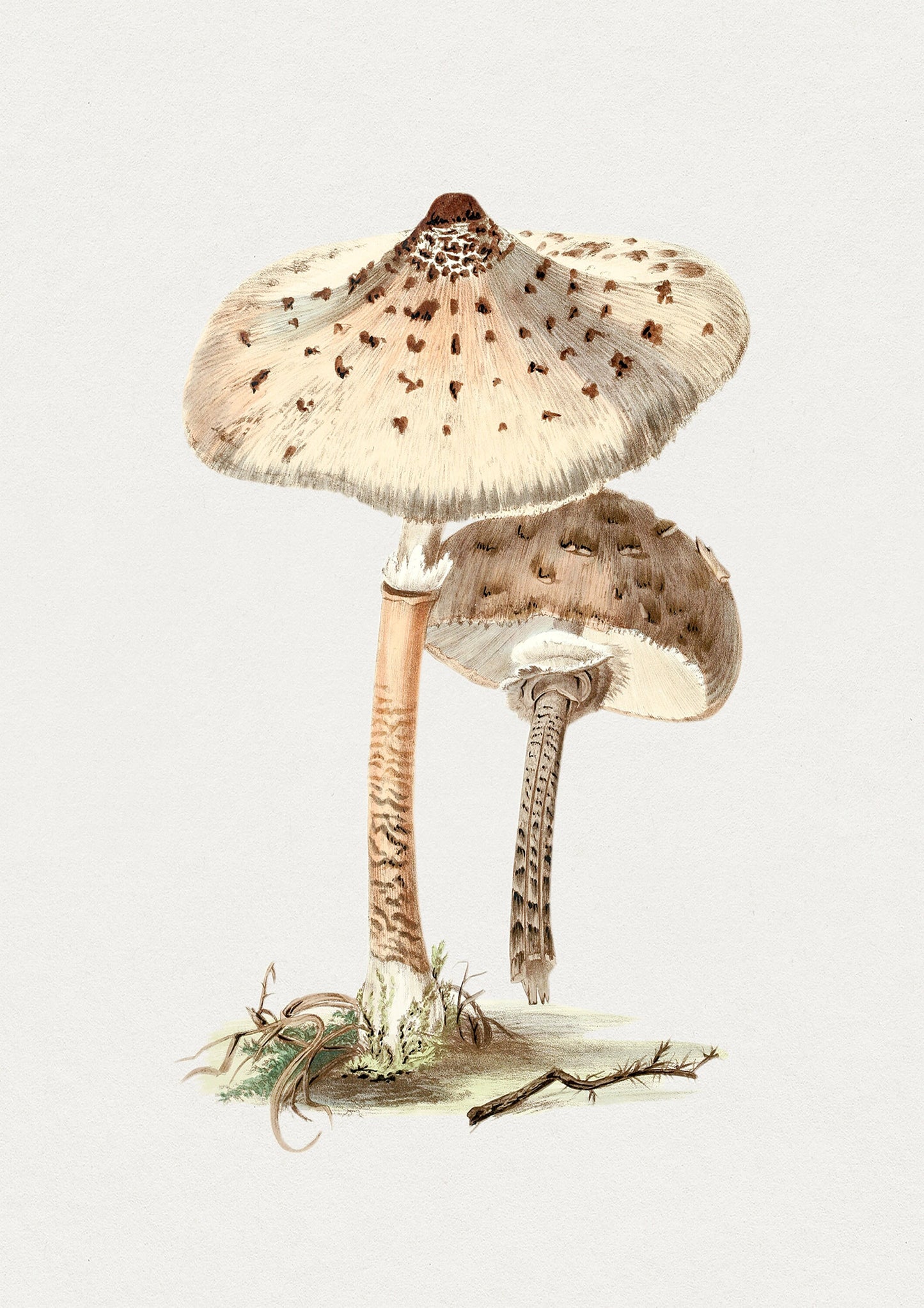 Vintage Mushroom Print: Fungi Botanical Wall Art