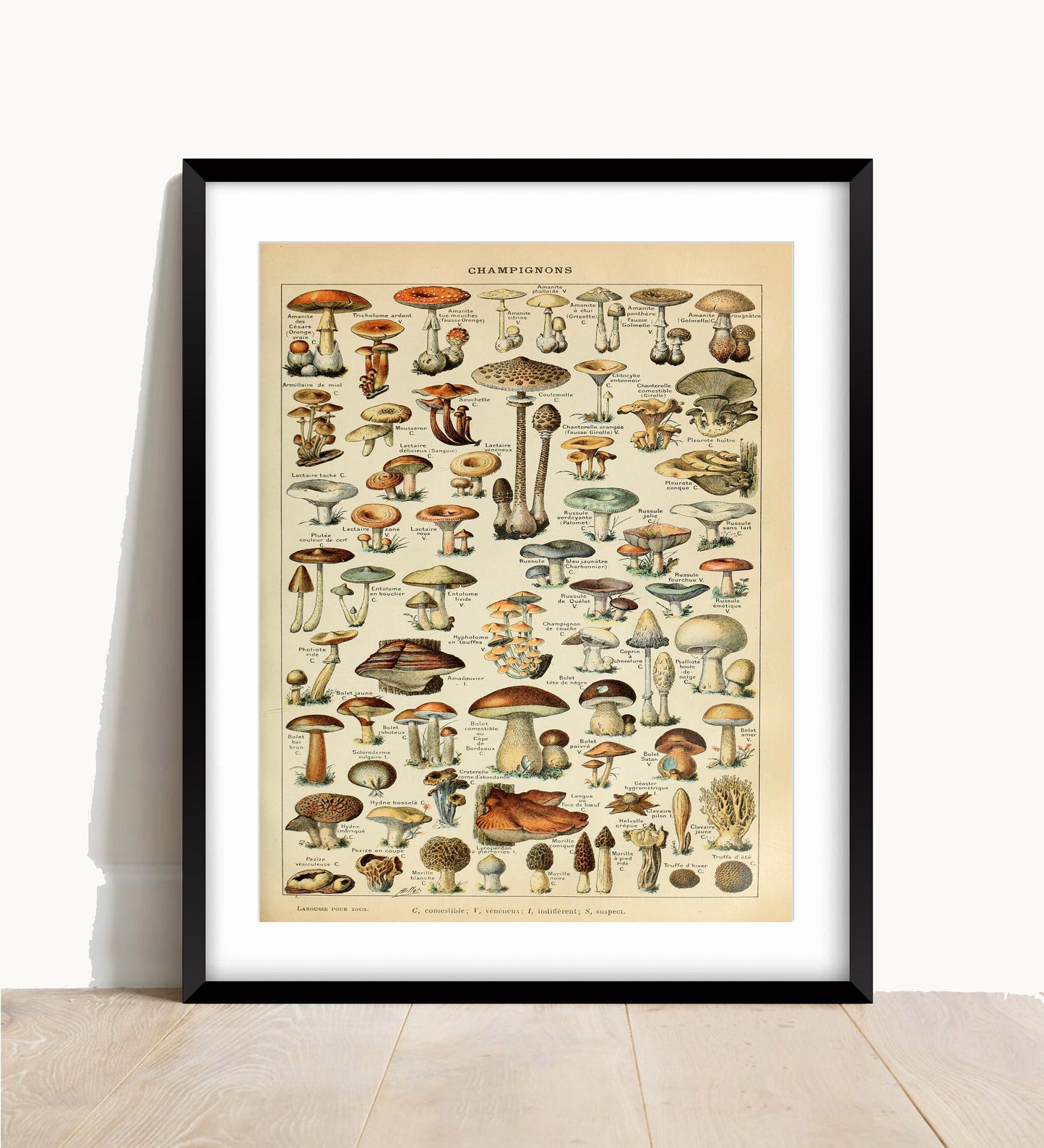 Vintage Mushroom Poster: Adolphe Millot Fungi Chart Print