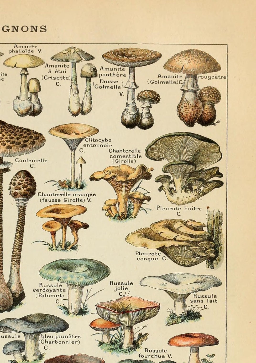 Vintage Mushroom Poster: Adolphe Millot Fungi Chart Print