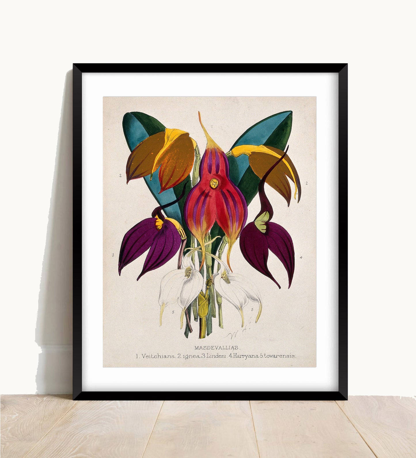 Masdevallia Orchid Print: Tropical Botanical Lithograph (A4/A3/A2/A1)