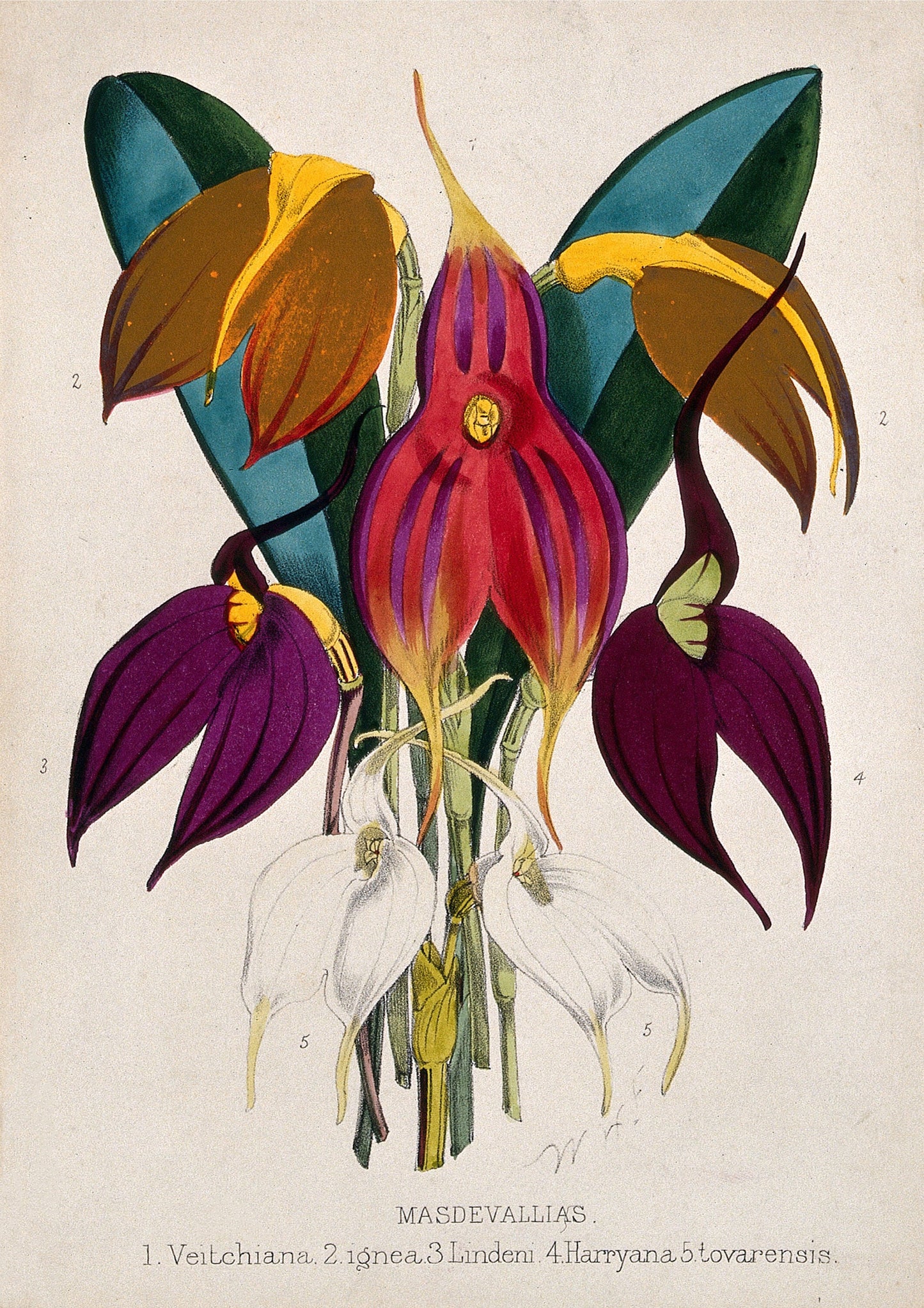 Masdevallia Orchid Print: Tropical Botanical Lithograph (A4/A3/A2/A1)