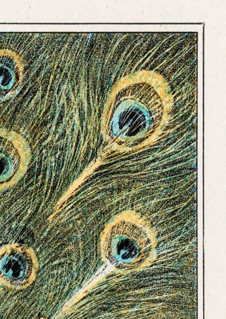 Vintage Peacock Print: Victorian Bird Illustration Wall Art