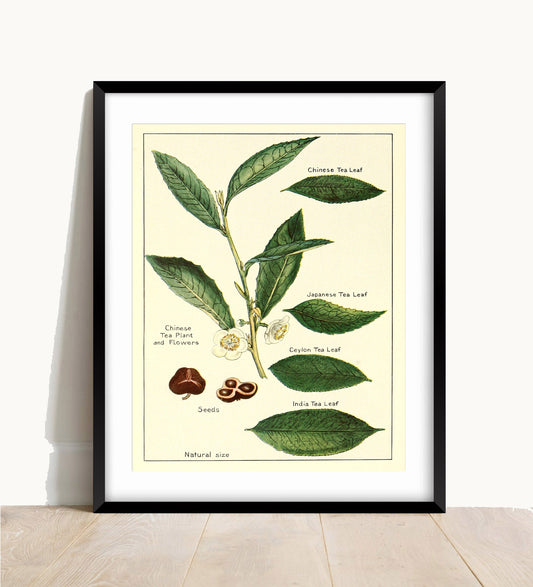 Vintage Tea Print