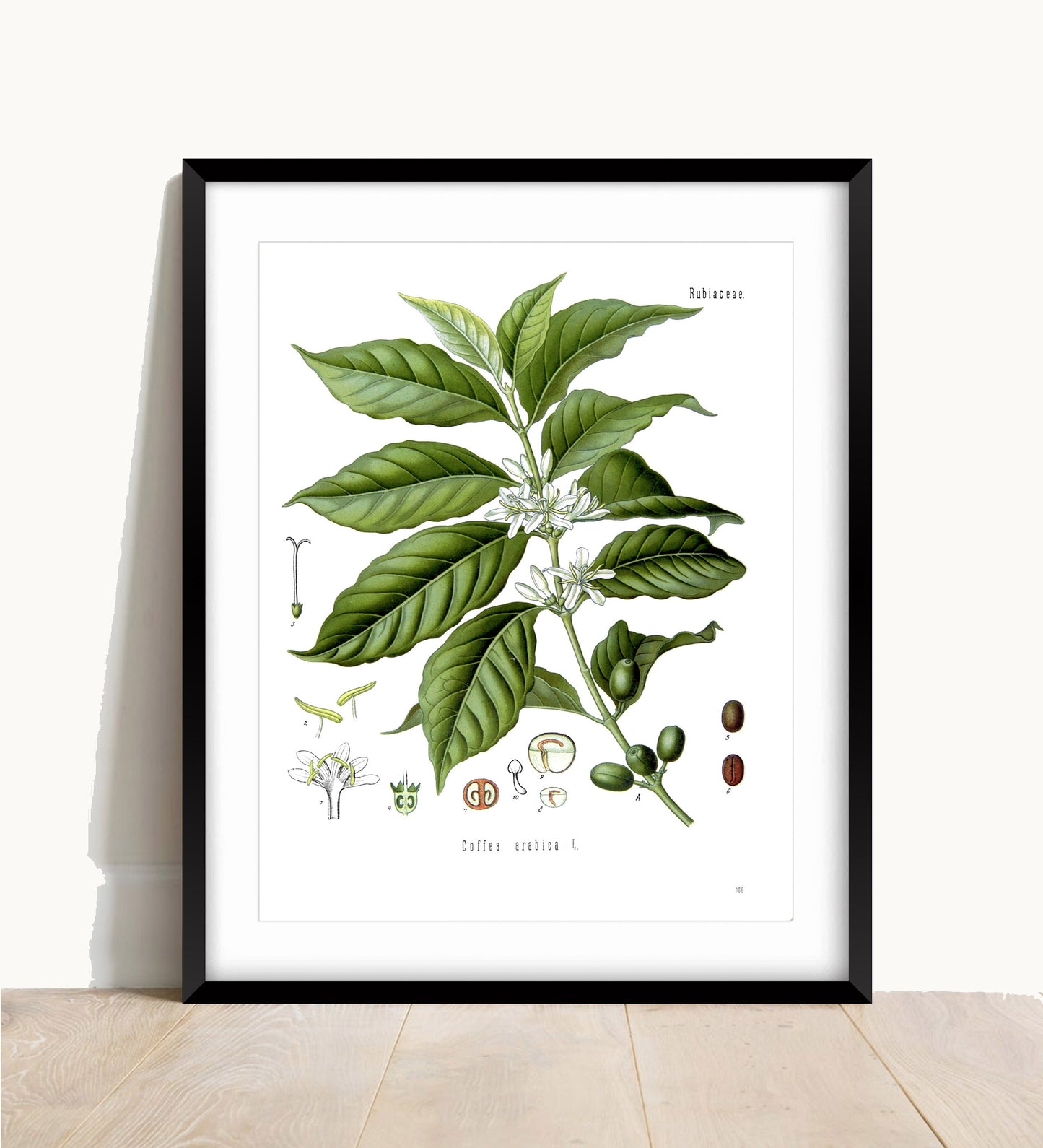 Vintage Coffee Plant Print: Botanical Kitchen Wall Art