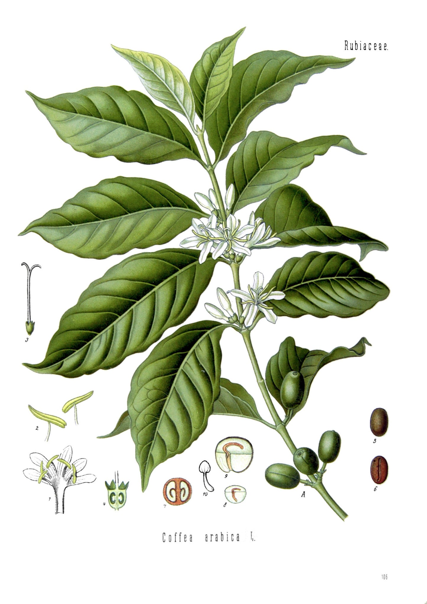 Vintage Coffee Plant Print: Botanical Kitchen Wall Art
