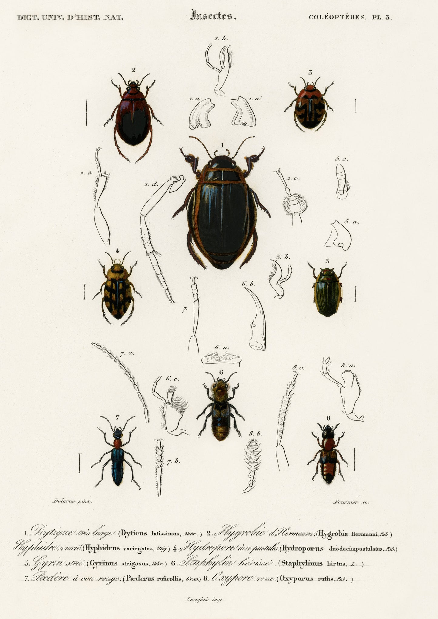 Vintage Beetle Print: Entomological Gallery Wall Art