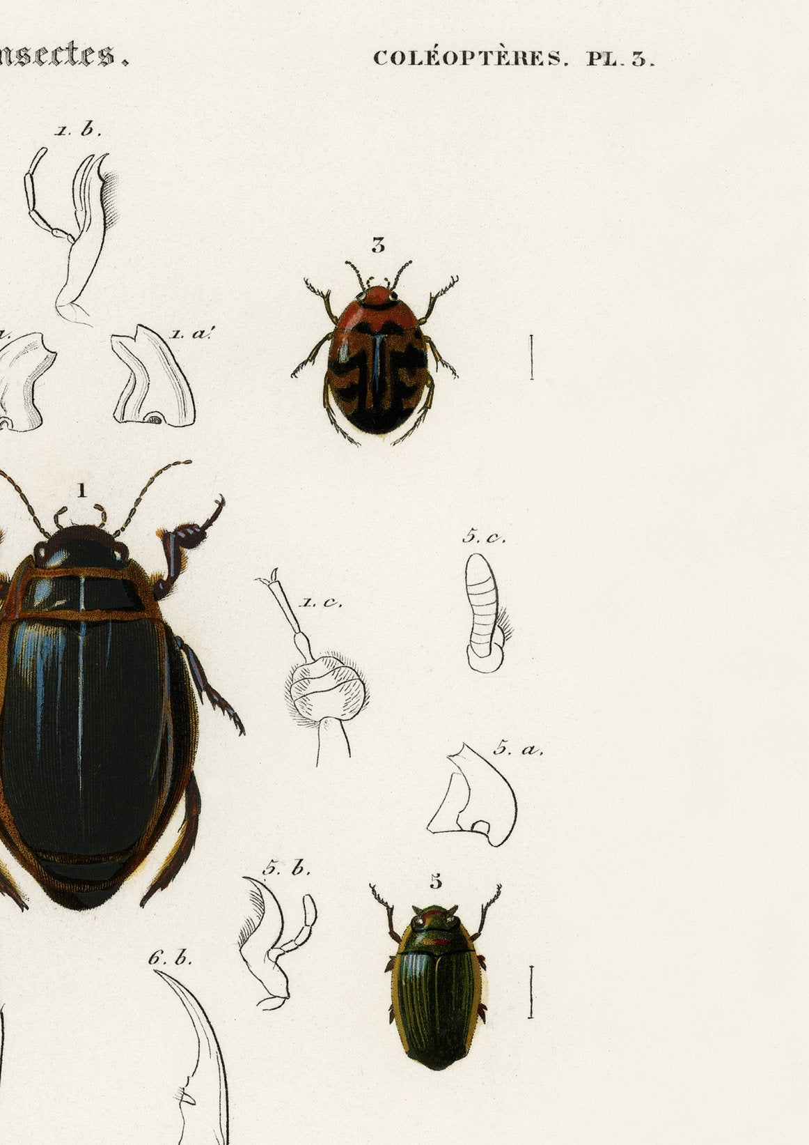 Vintage Beetle Print: Entomological Gallery Wall Art