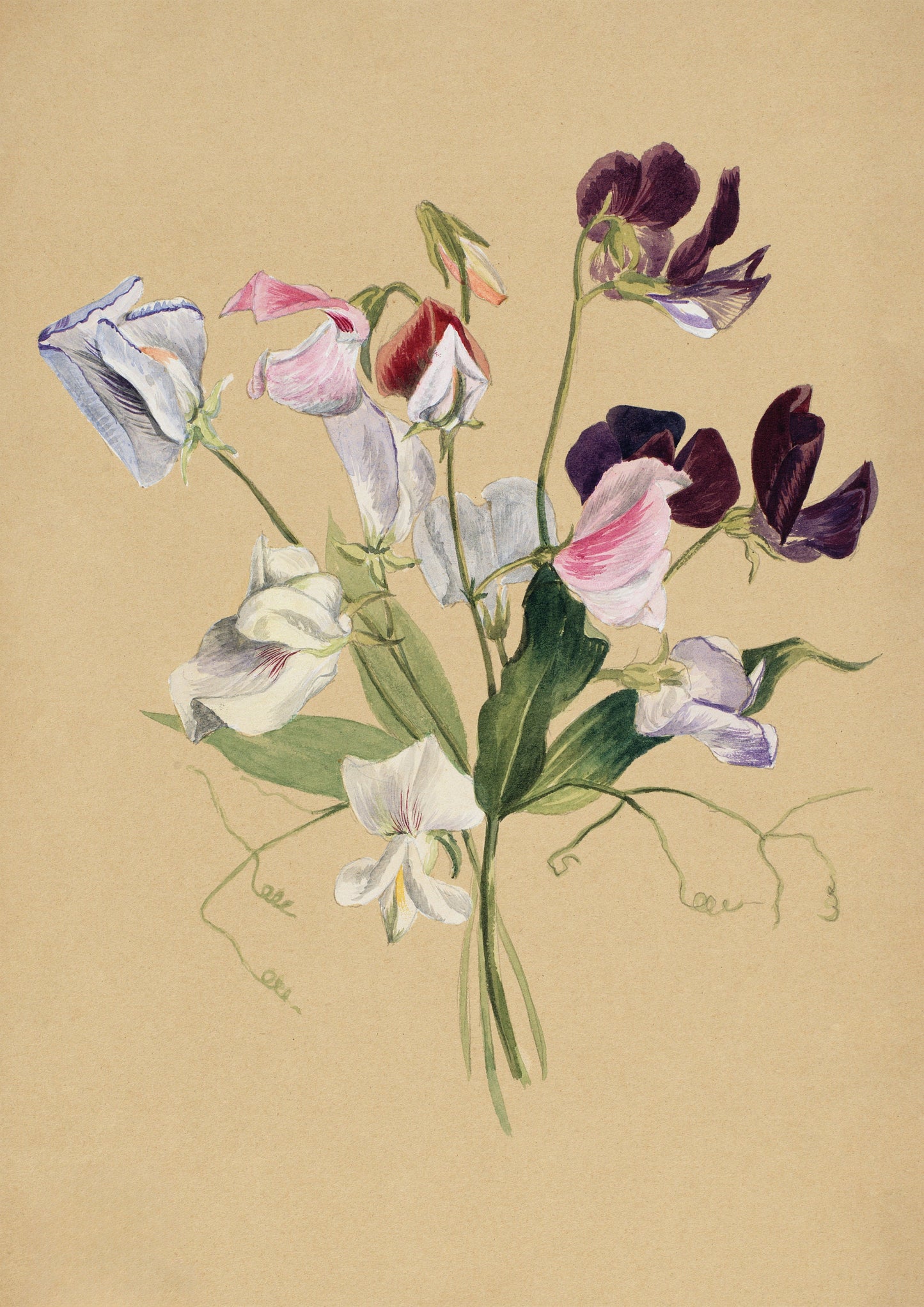Sweet Pea Flower Print: Vintage Floral Wall Art