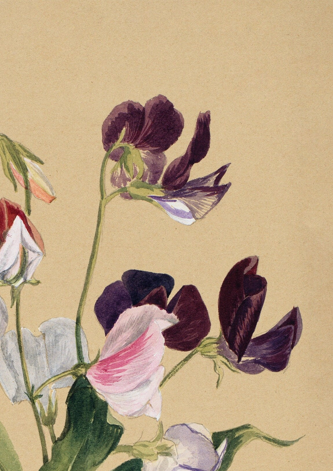 Sweet Pea Flower Print: Vintage Floral Wall Art
