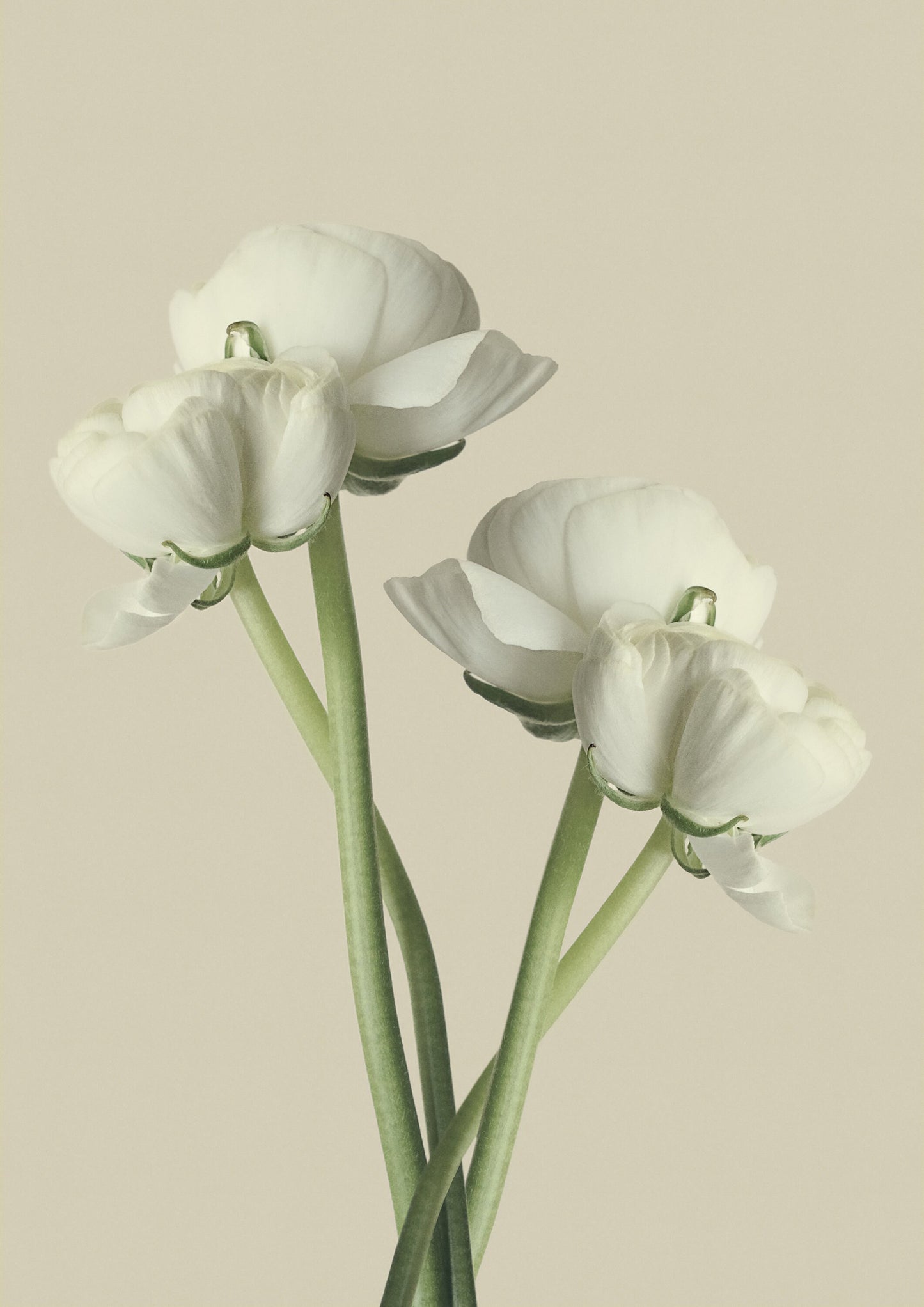 White Ranunculus Flower Print: Minimalist Floral Wall Art