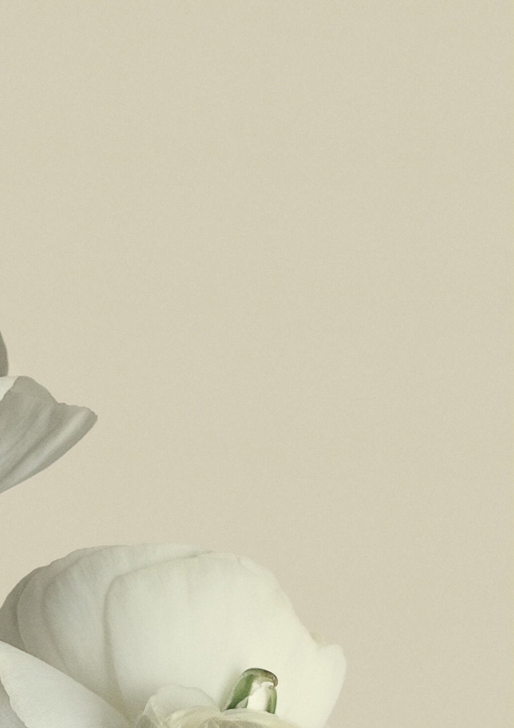 White Ranunculus Flower Print: Minimalist Floral Wall Art