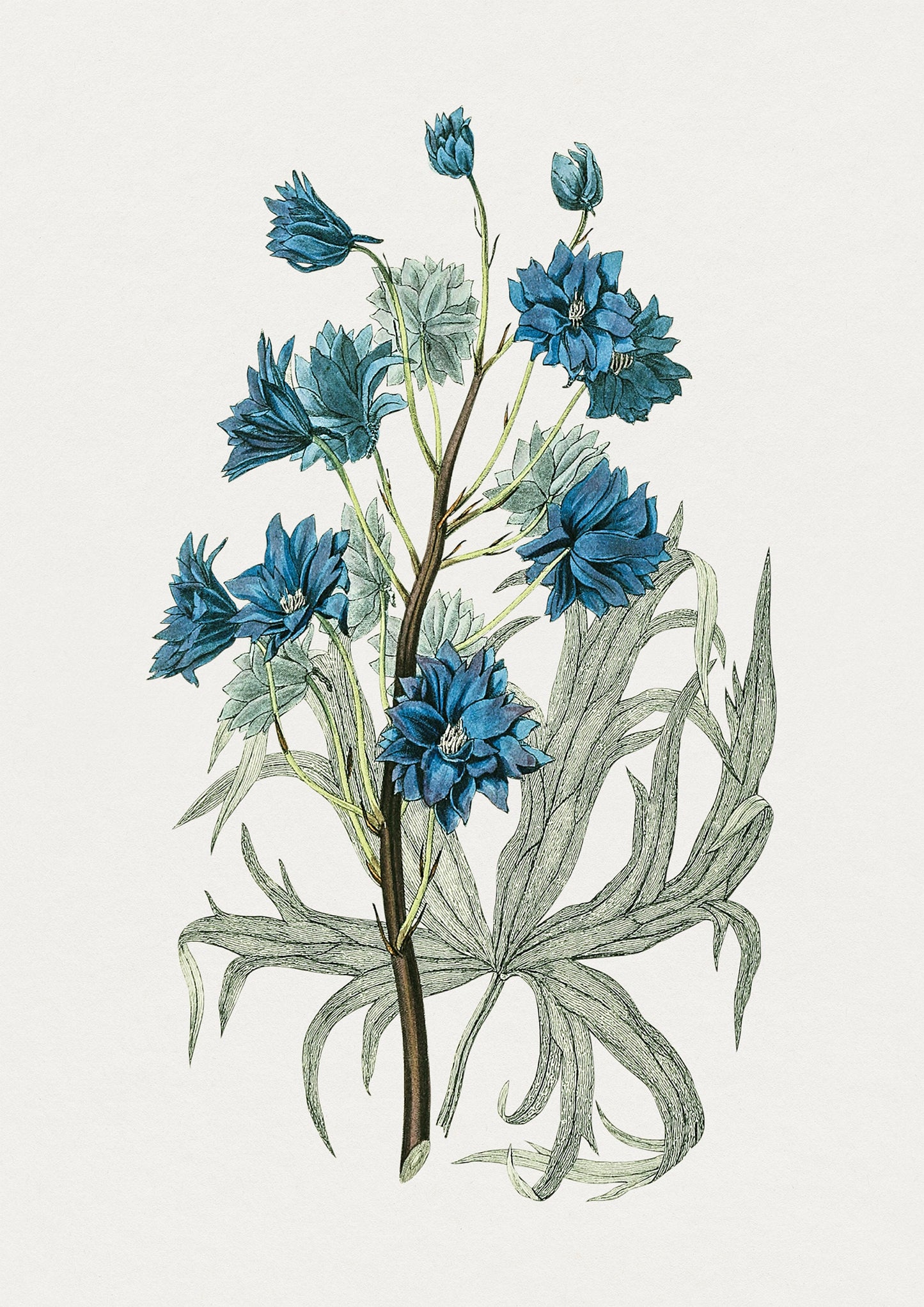 Vintage Blue Flower Print: Botanical Wall Art