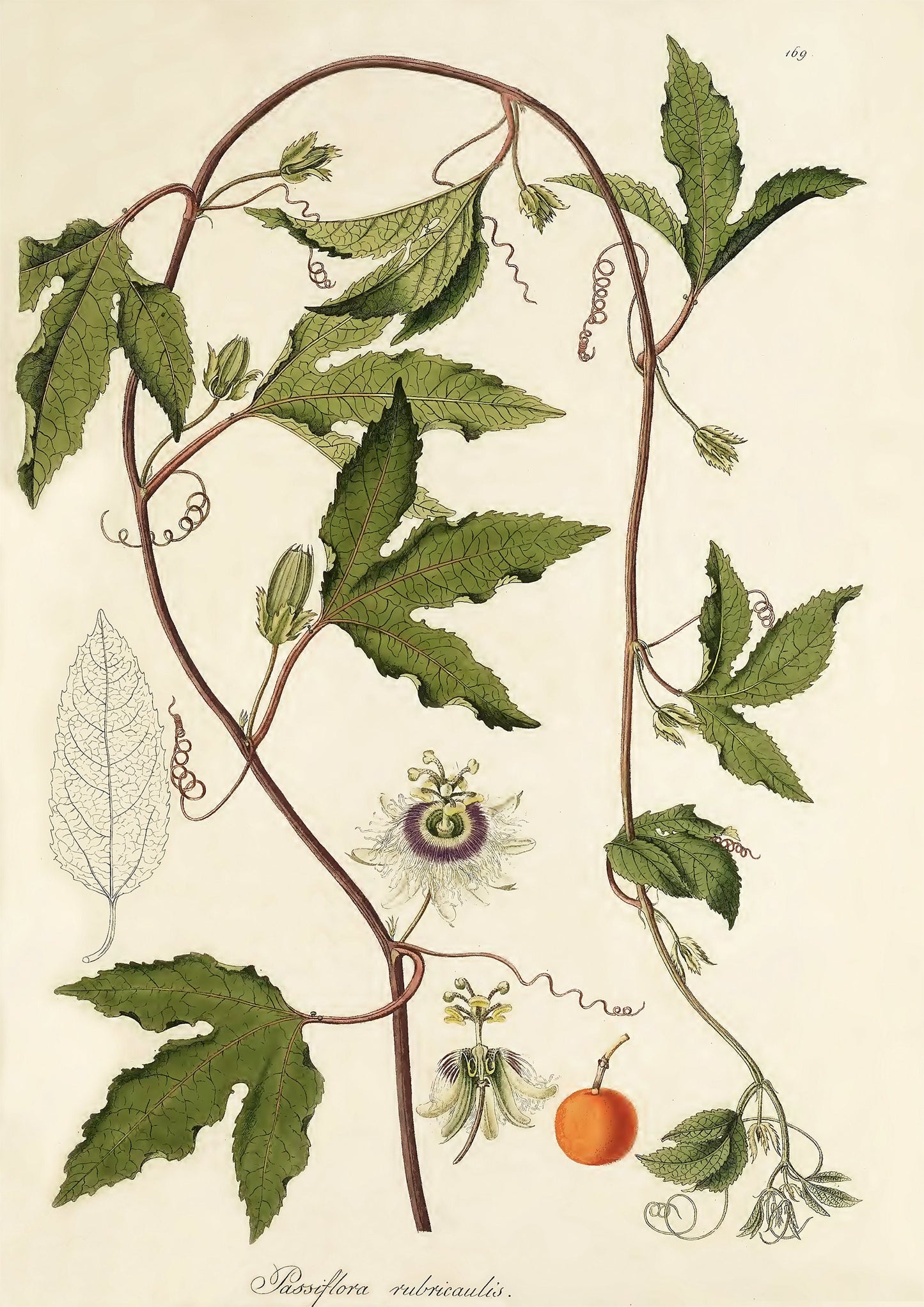 Vintage Passionflower Print: Botanical Flower Market Art