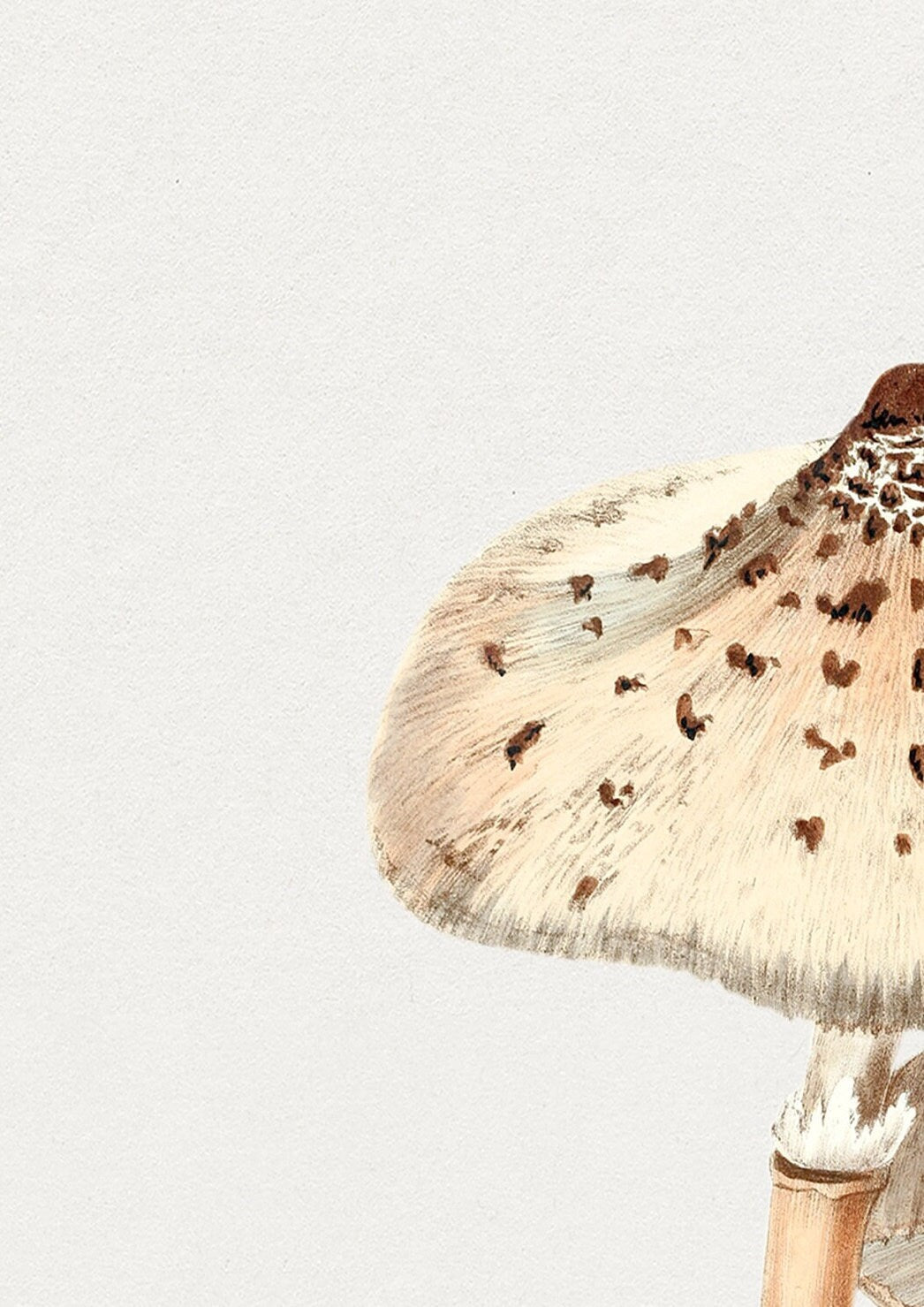 Vintage Mushroom Print: Fungi Botanical Wall Art