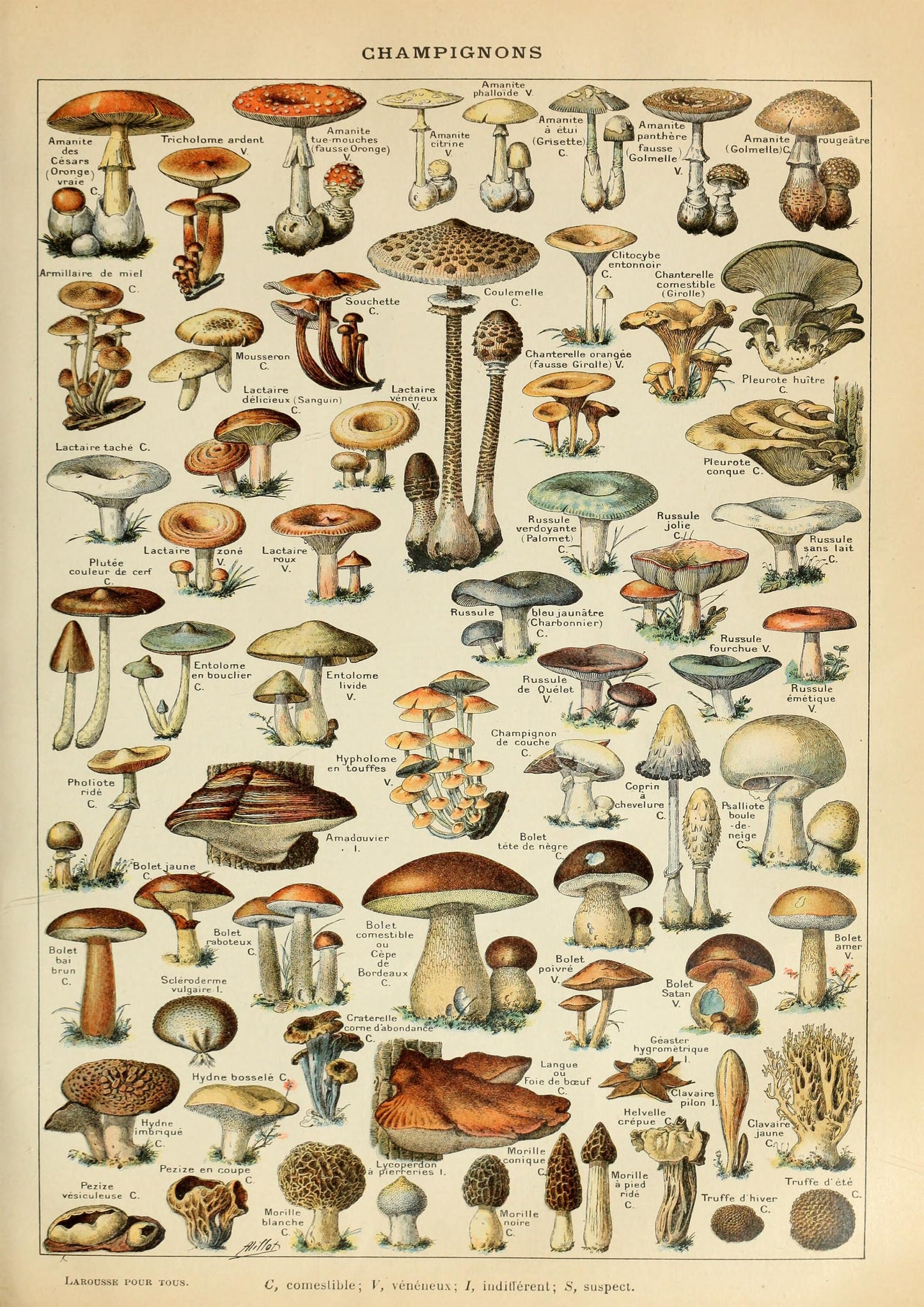 Vintage Mushroom Poster: Adolphe Millot Fungi Chart Print