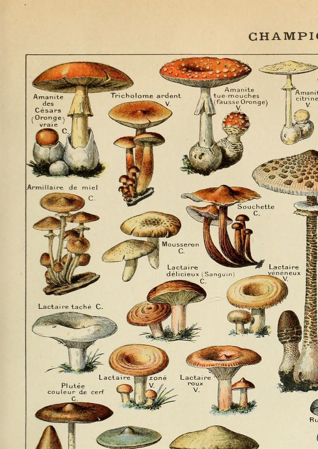 Vintage Mushroom Poster: Adolphe Millot Fungi Chart Print
