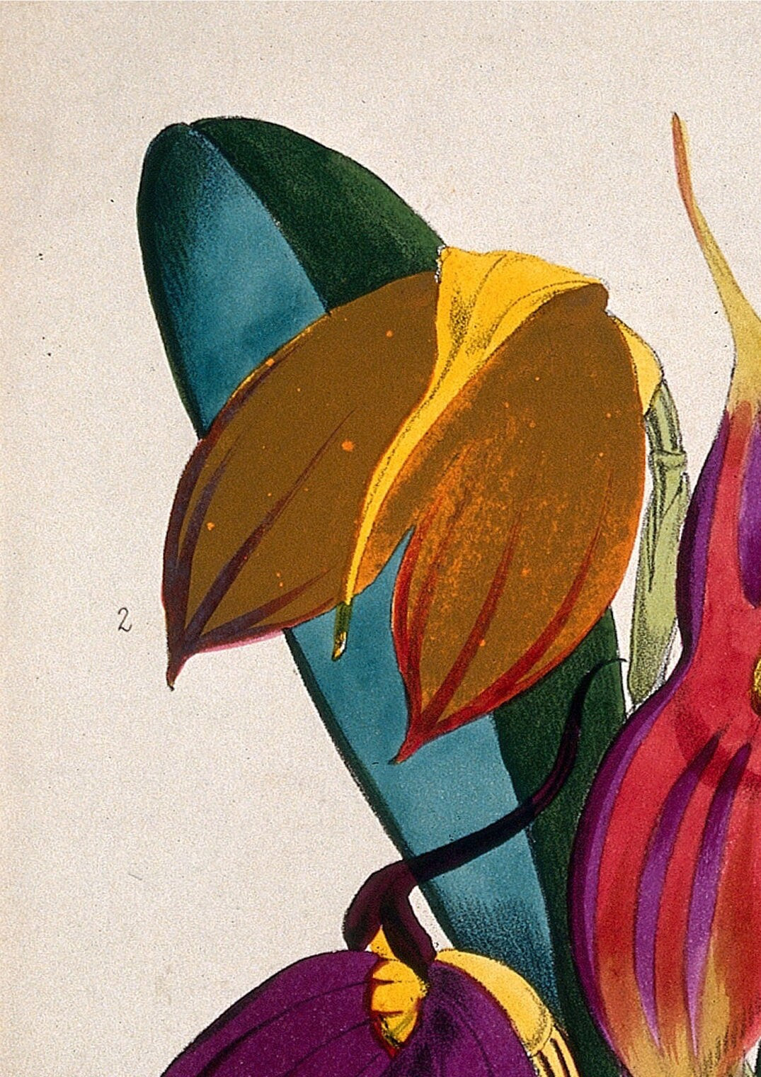 Masdevallia Orchid Print: Tropical Botanical Lithograph (A4/A3/A2/A1)