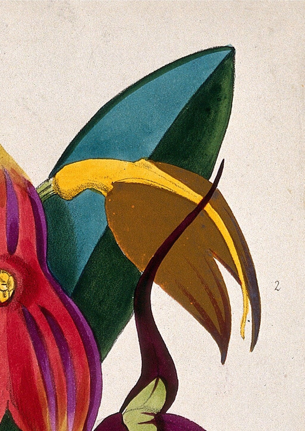 Masdevallia Orchid Print: Tropical Botanical Lithograph (A4/A3/A2/A1)