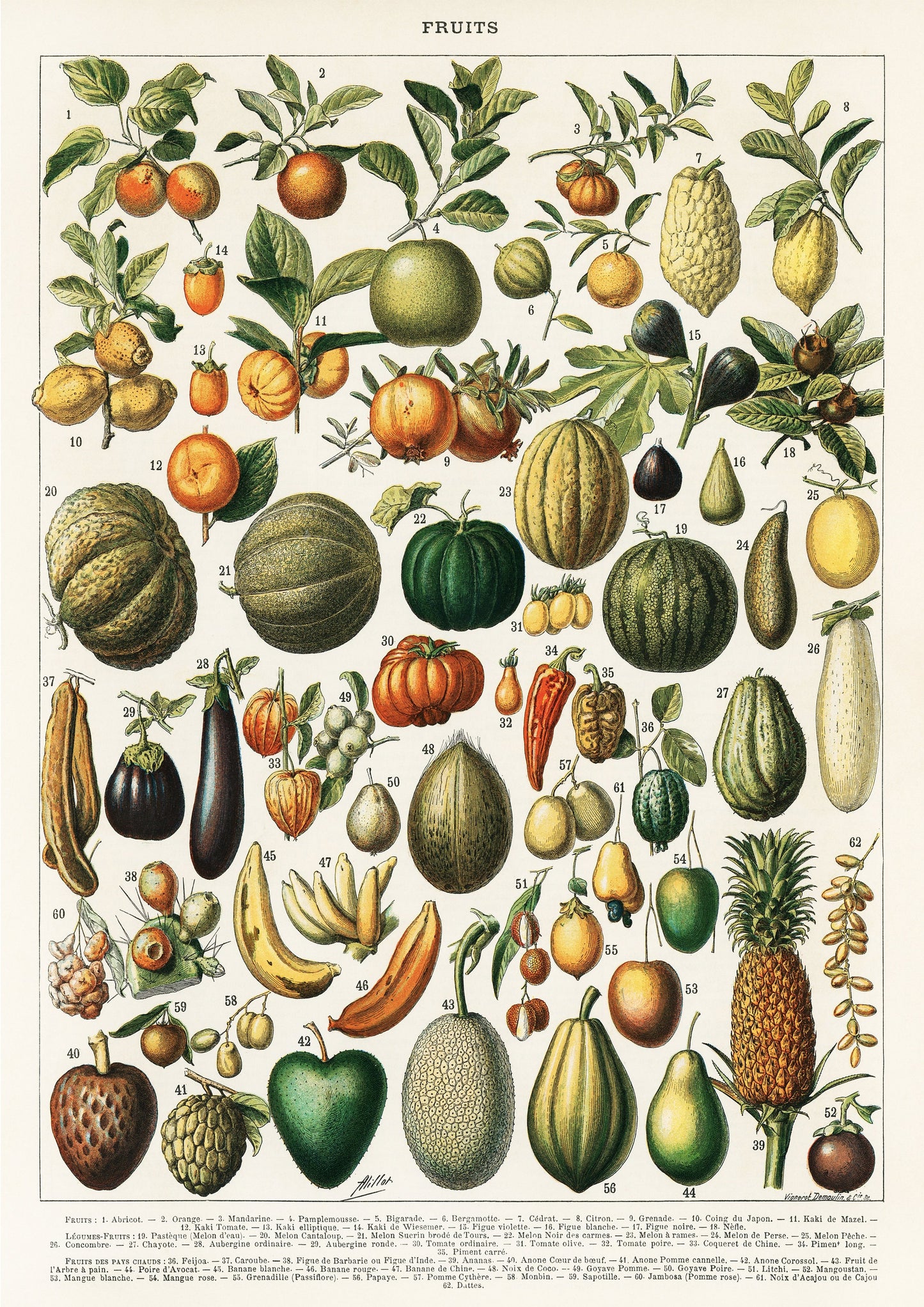 Vintage Fruit Botanical Print: Kitchen Wall Art (A4/A3/A2/A1)
