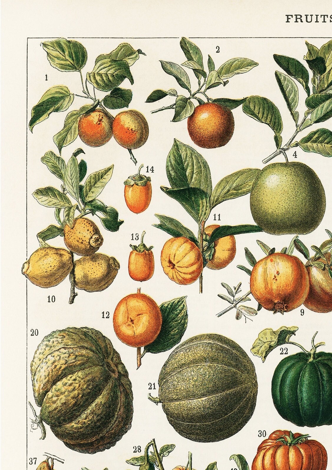Vintage Fruit Botanical Print: Kitchen Wall Art (A4/A3/A2/A1)