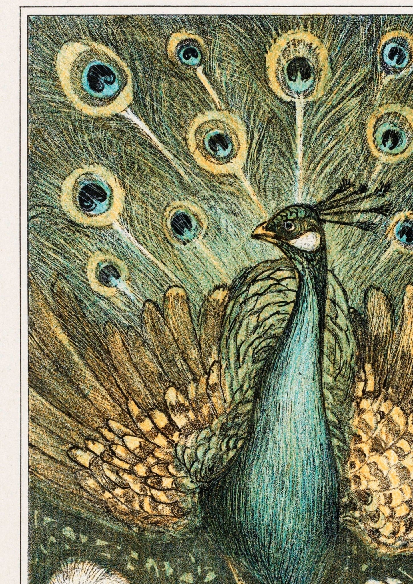 Vintage Peacock Print: Victorian Bird Illustration Wall Art