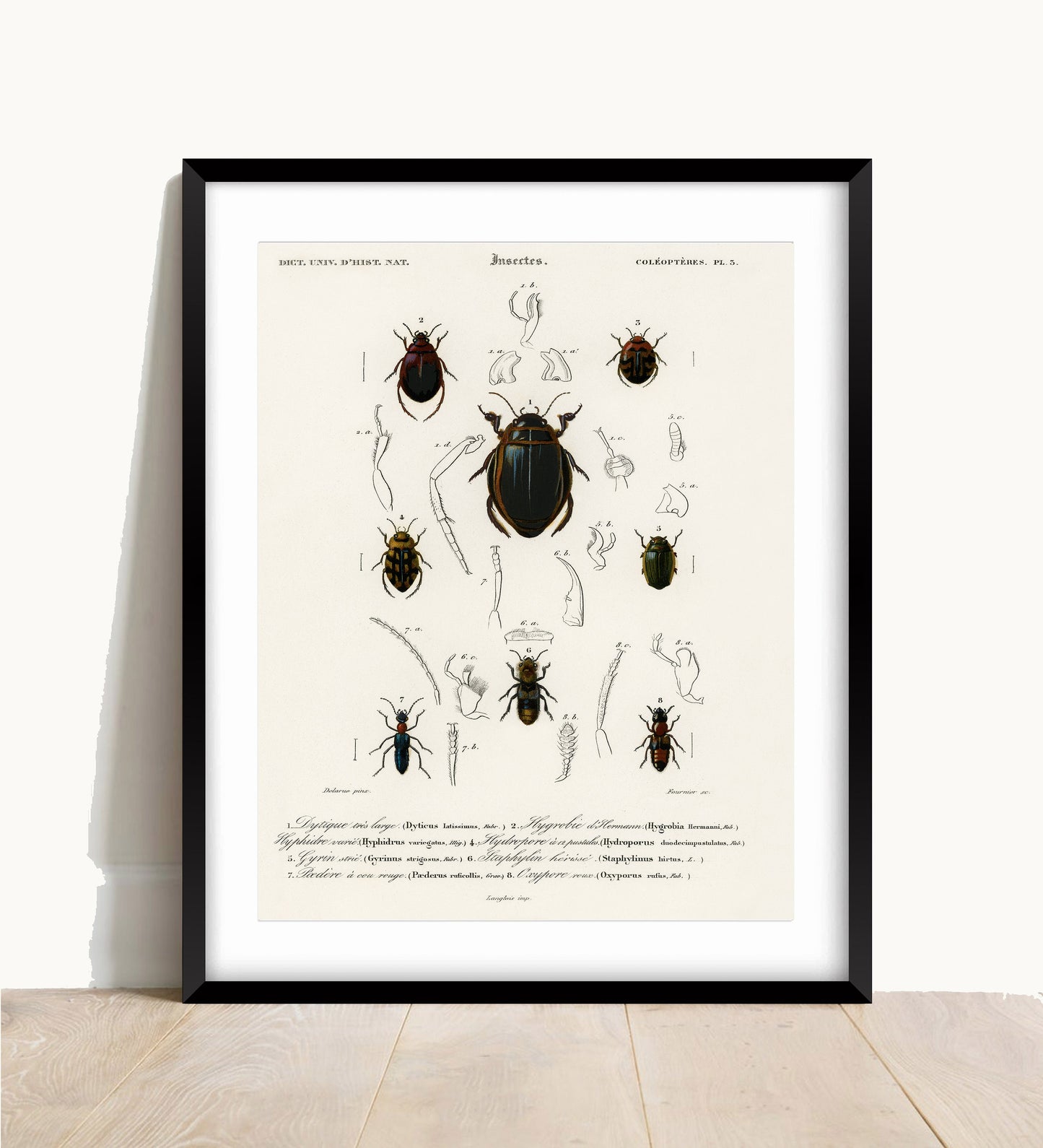 Vintage Beetle Print: Entomological Gallery Wall Art