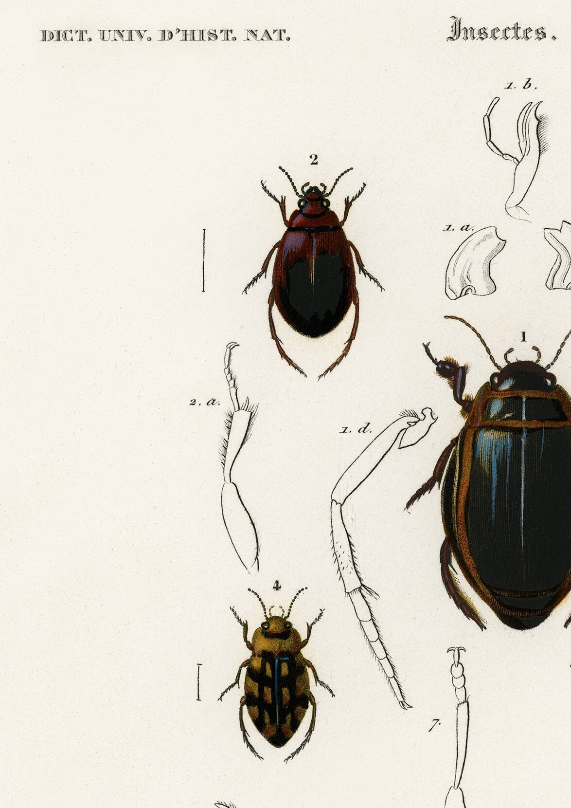 Vintage Beetle Print: Entomological Gallery Wall Art