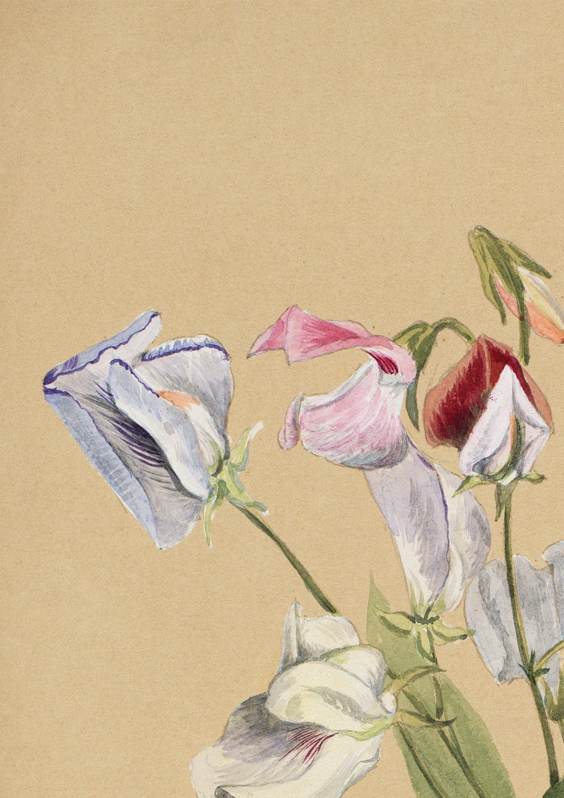 Sweet Pea Flower Print: Vintage Floral Wall Art
