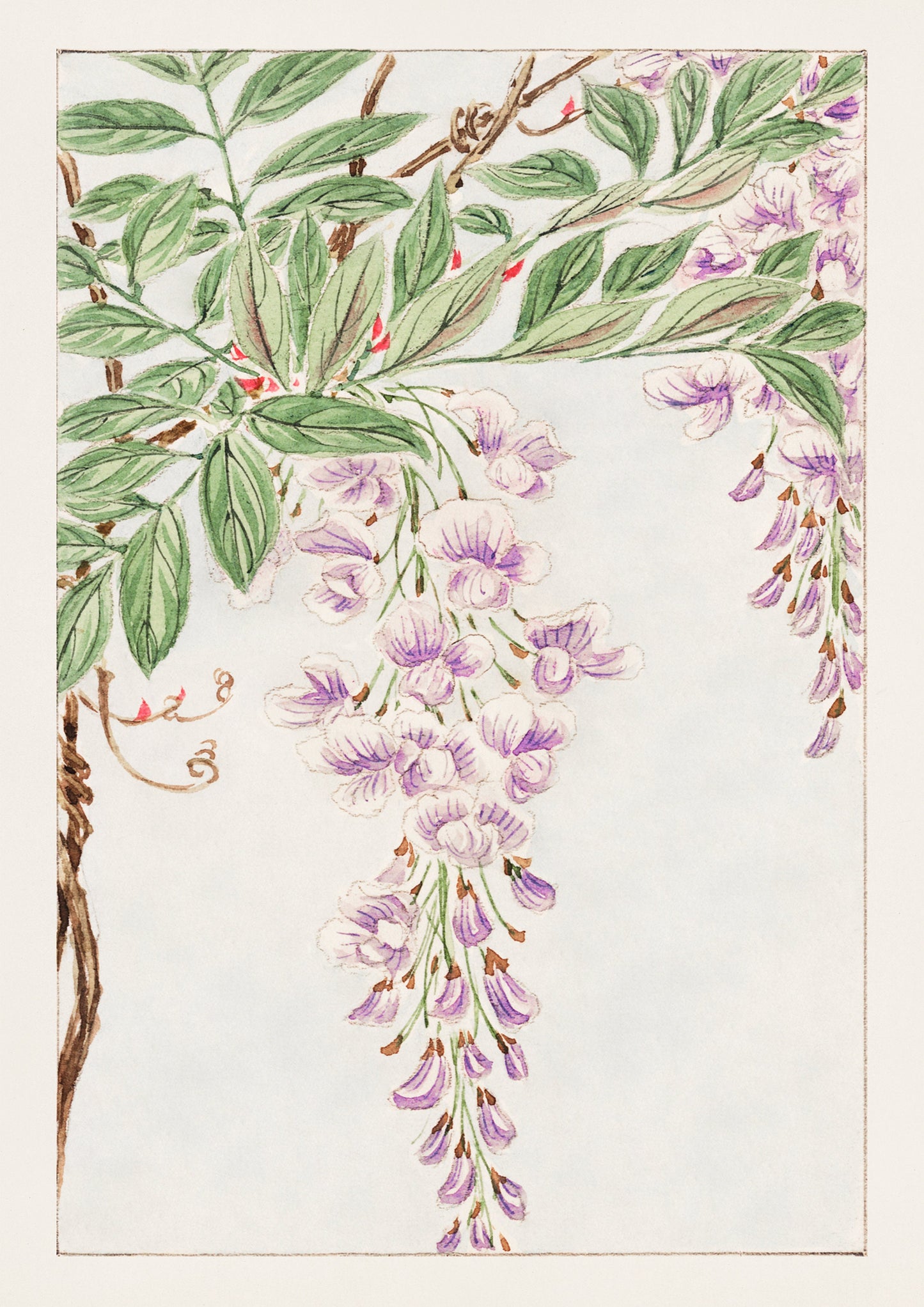 Wisteria Japanese Woodblock Print, Oriental Art Poster