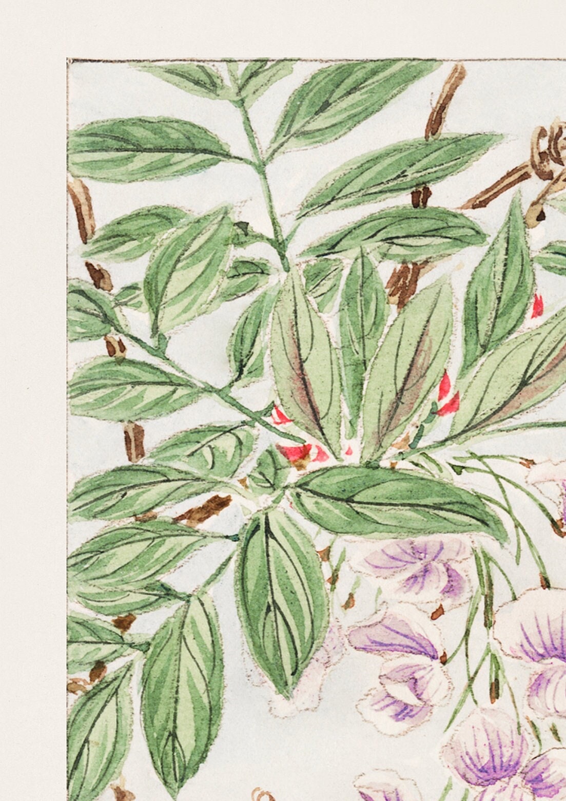 Wisteria Japanese Woodblock Print, Oriental Art Poster