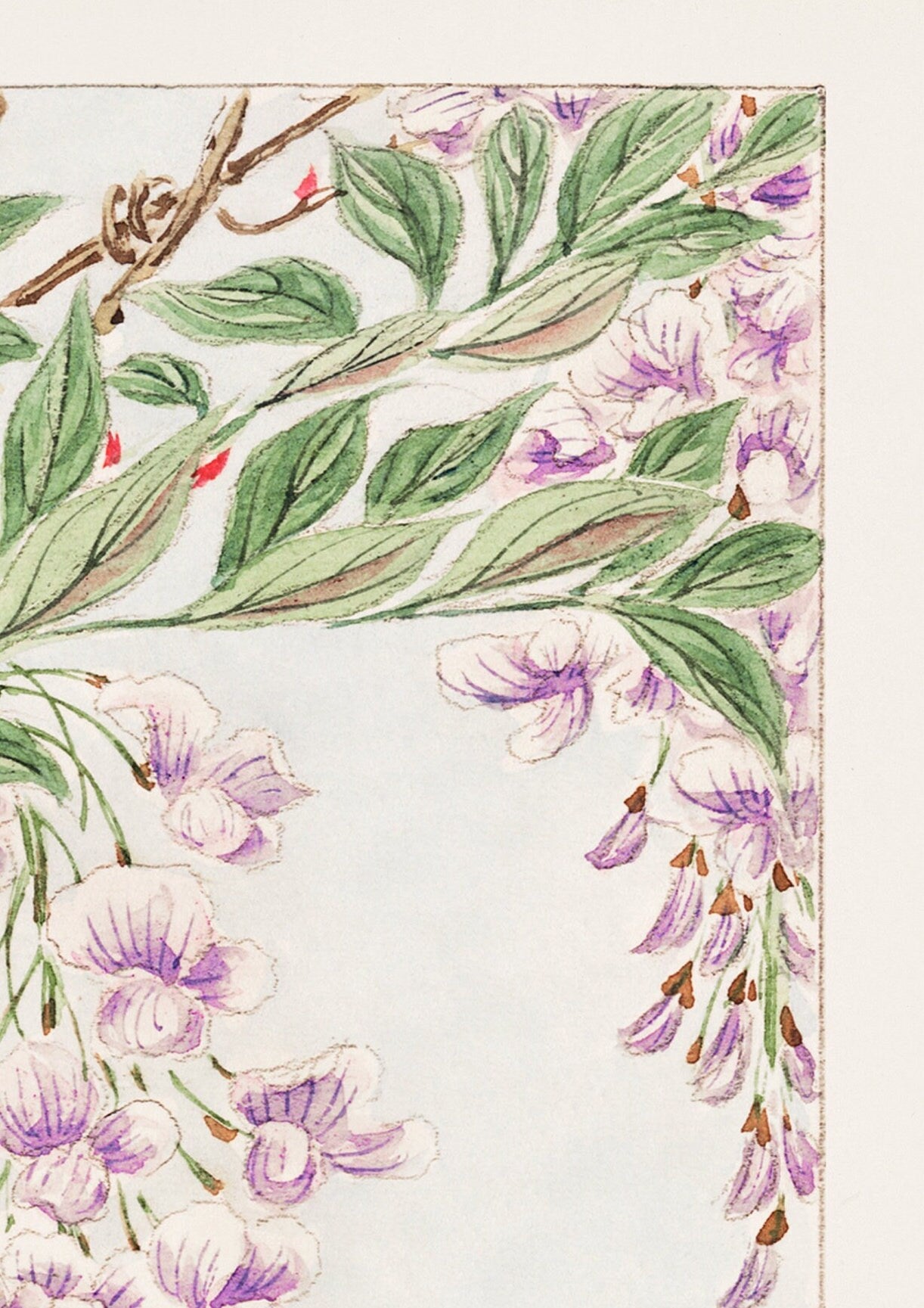 Wisteria Japanese Woodblock Print, Oriental Art Poster