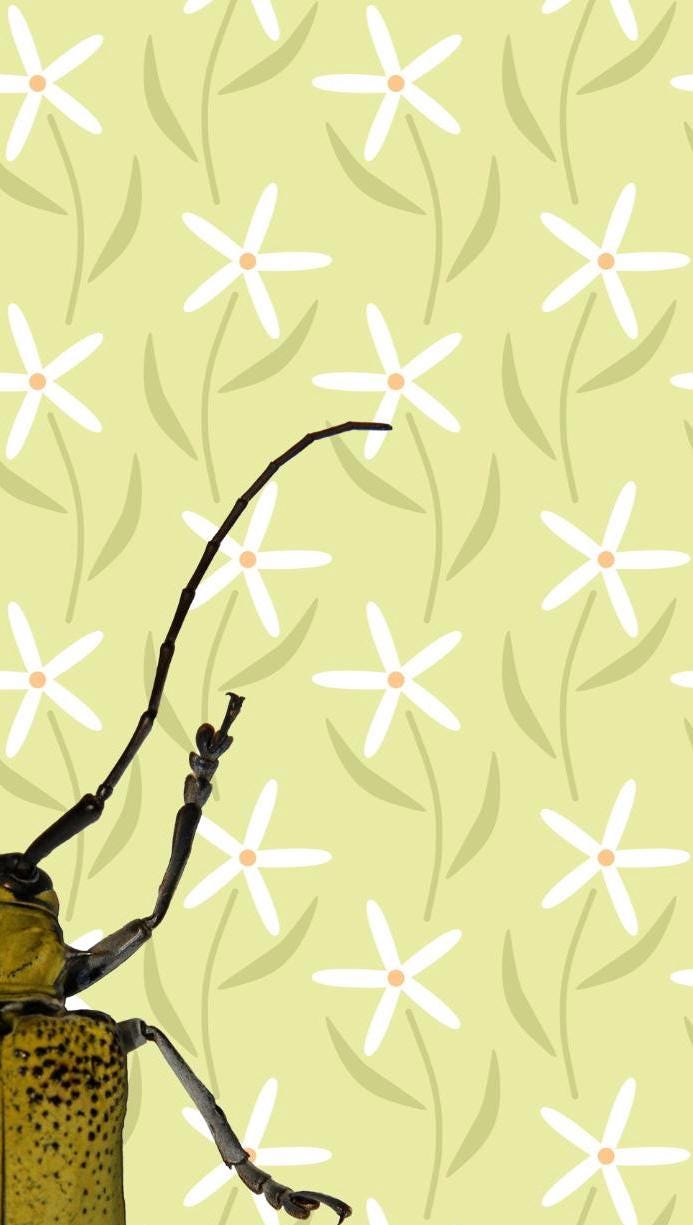 Insect Print: Yellow Beetle Illustration, Botanical Art Poster