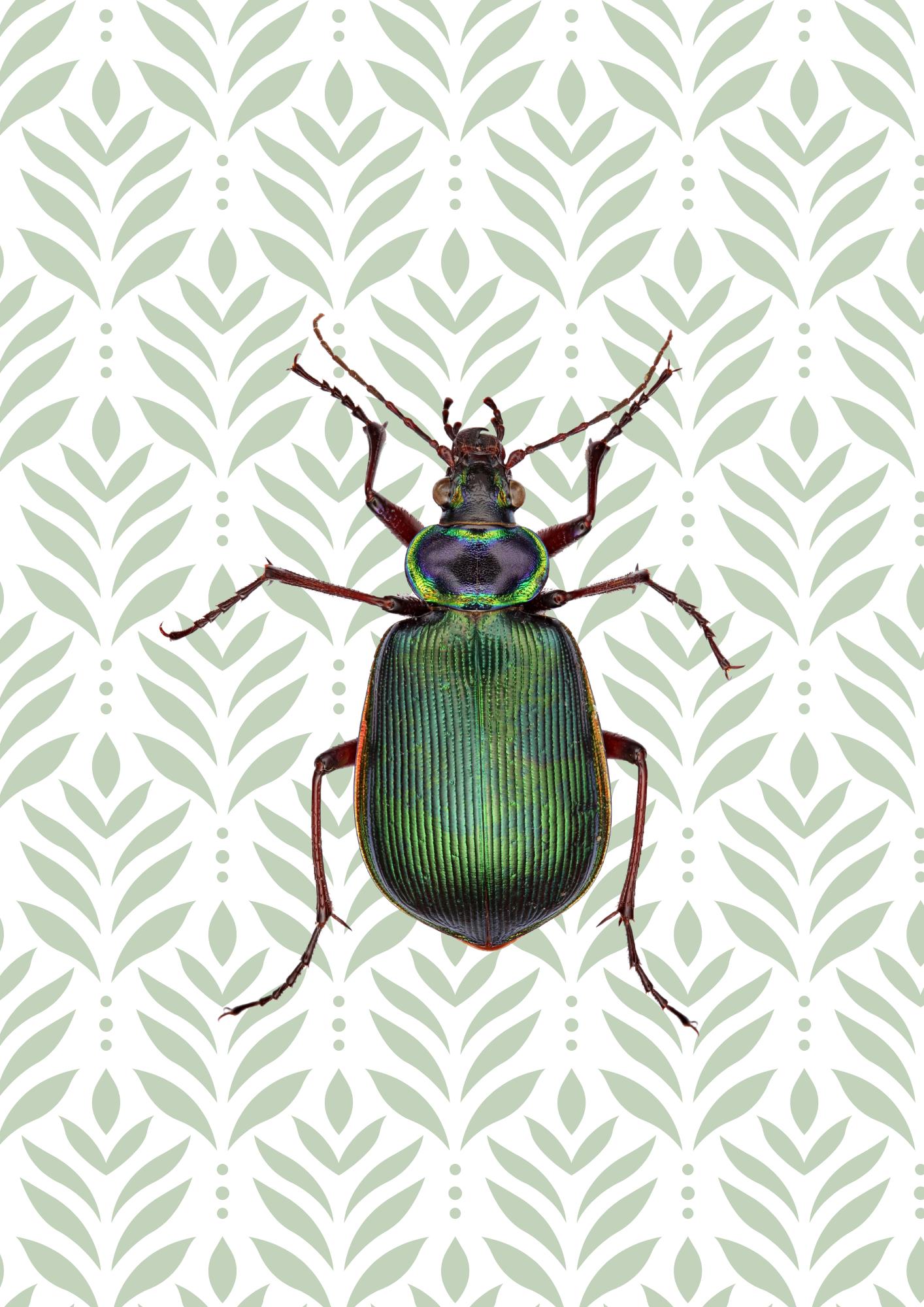 Beetle Print: Green Insect Poster, Botanical Wall Art