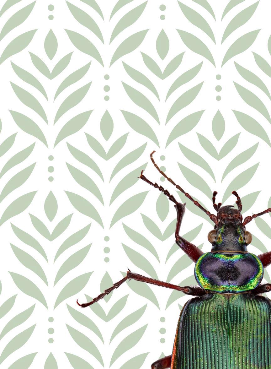 Beetle Print: Green Insect Poster, Botanical Wall Art